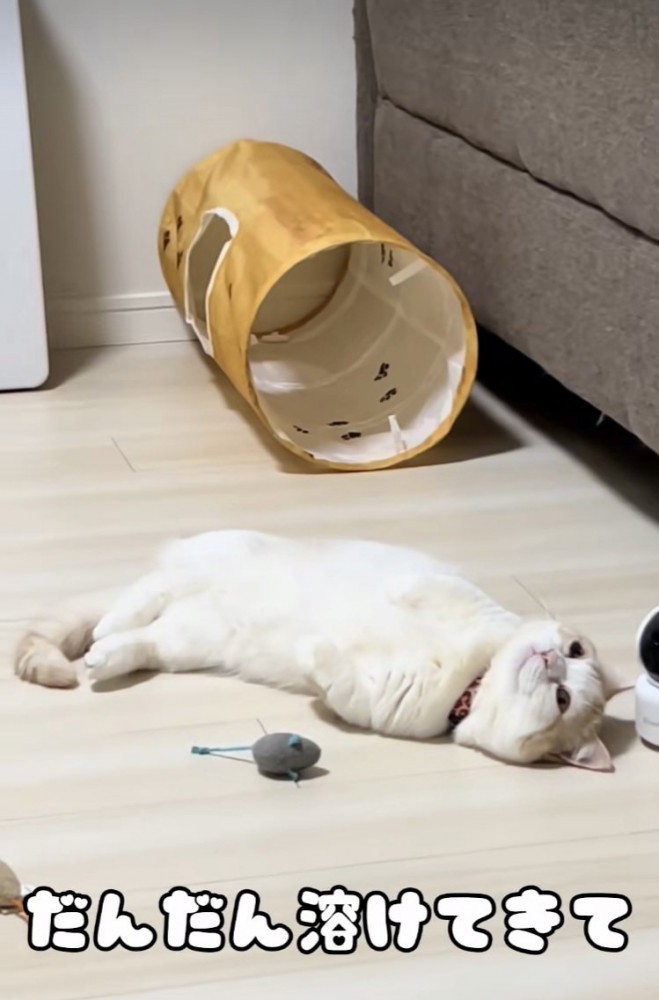 床暖房に寝転がるマンチカン