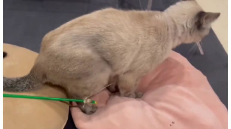 クッションの上を歩く猫