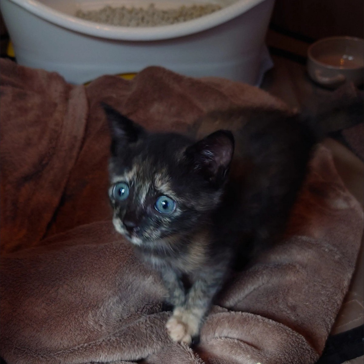 こちらを見見つめる子猫