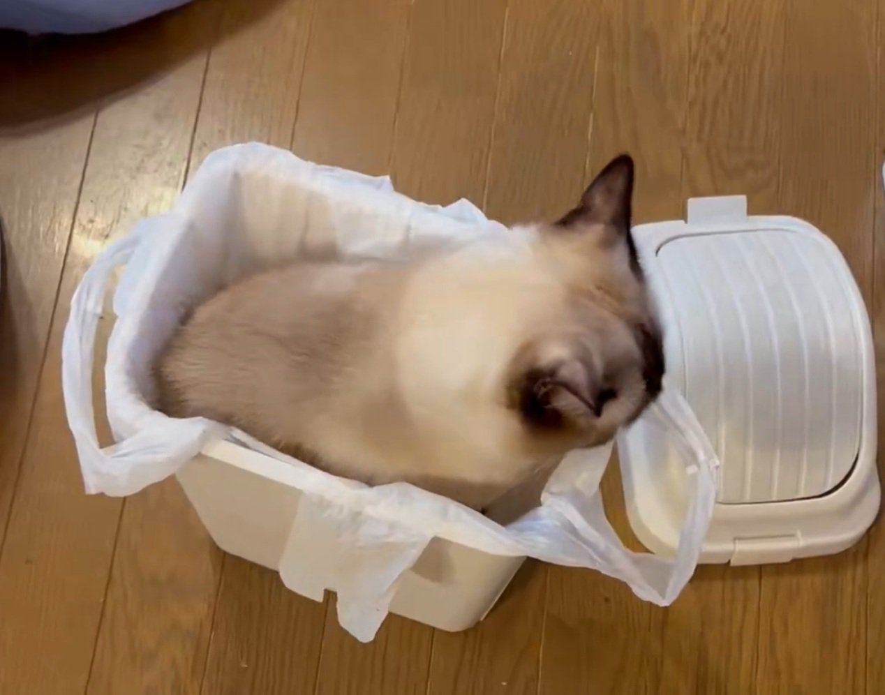 ゴミ箱に収まる猫