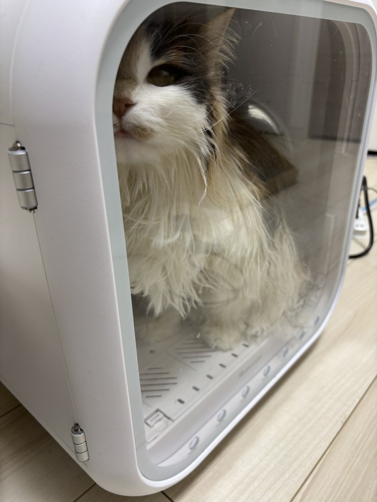 乾燥機の中にいる三毛猫