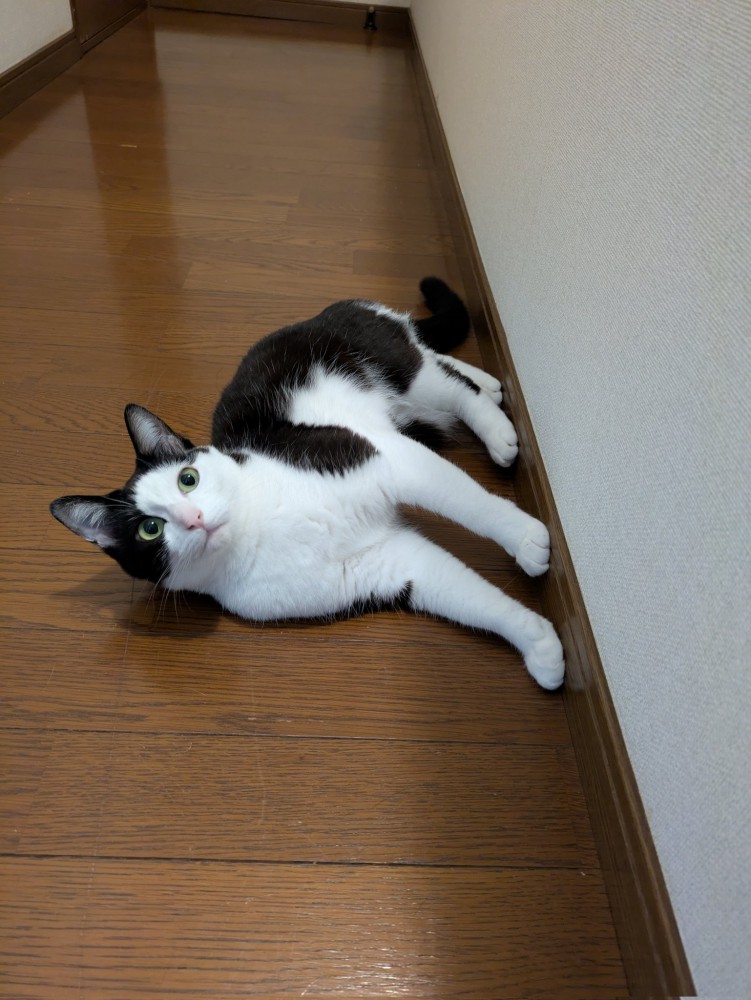 横になっている黒白猫