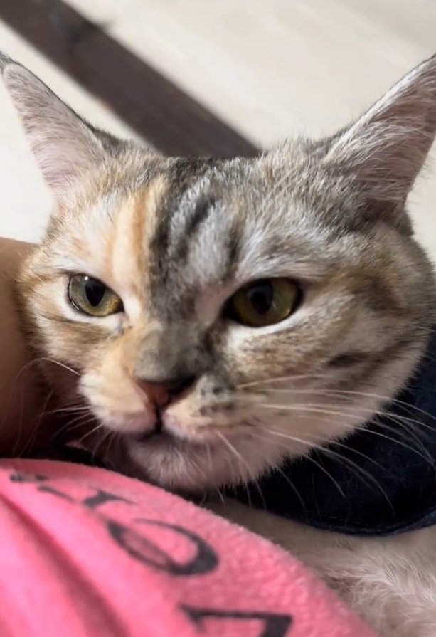 飼い主さんを見る猫