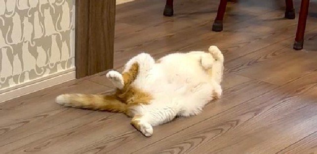 のけぞって寝ている猫