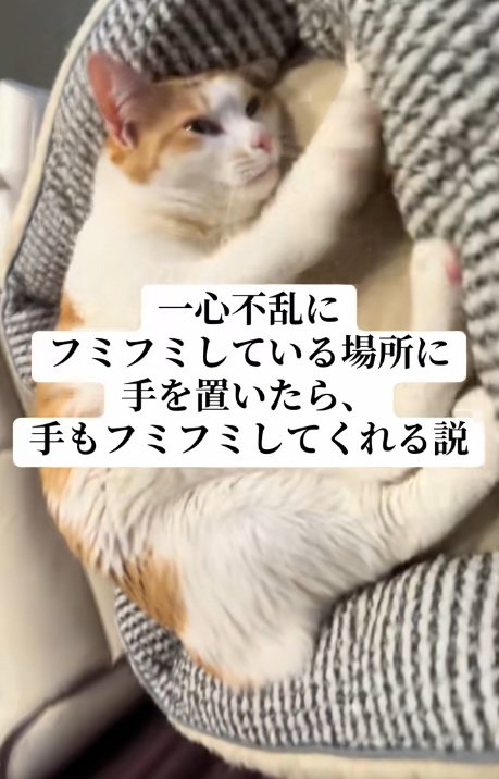 ベッドの中でふみふみしている猫