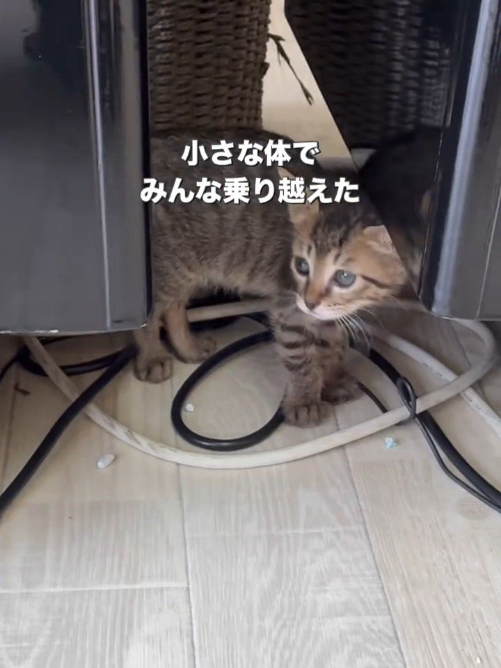 立っている子猫
