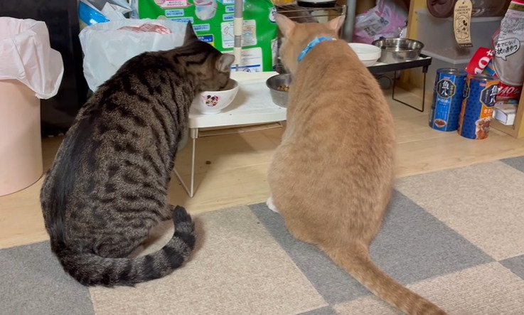 ご飯を食べる2匹の猫