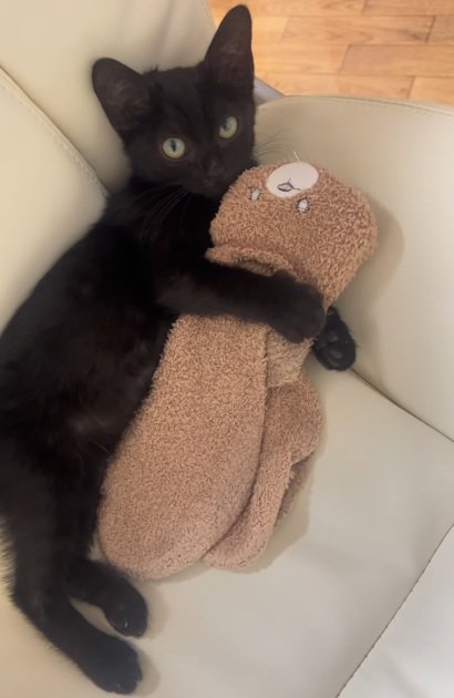 靴下をかかえている黒猫の子猫