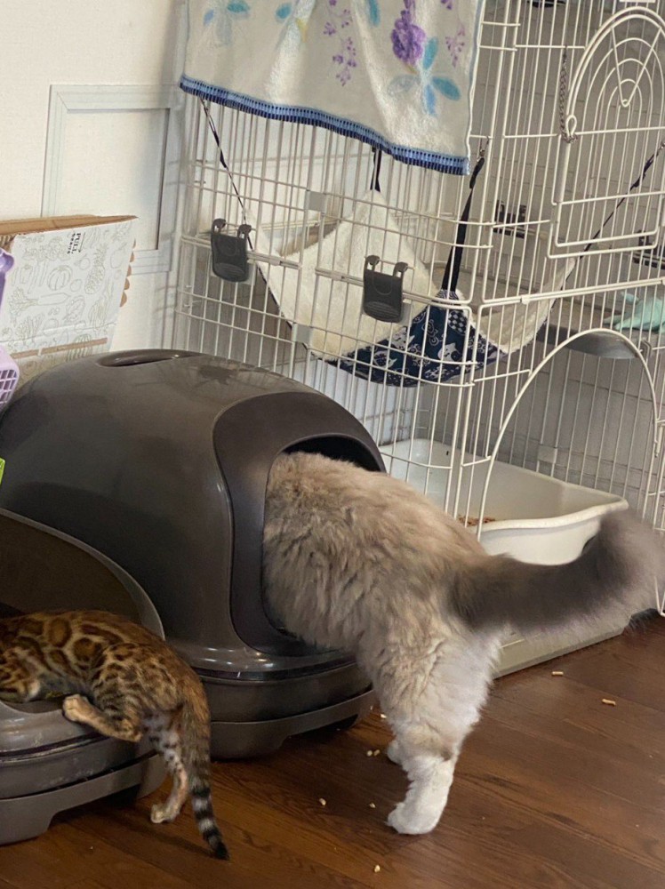 トイレに入ろうとする2匹の猫