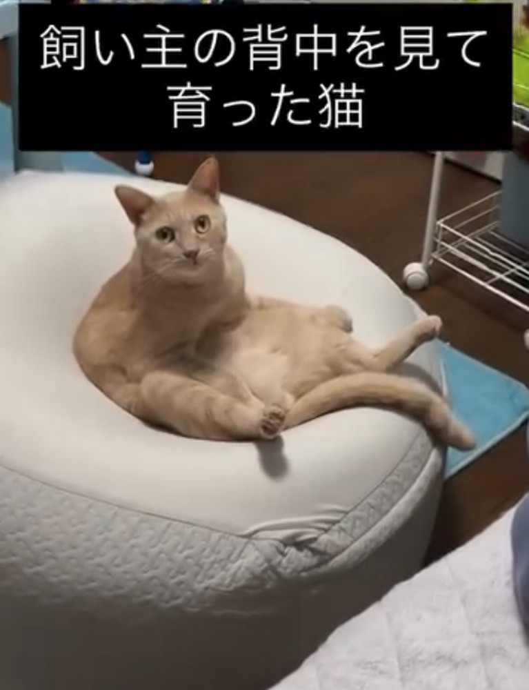 見つめる猫