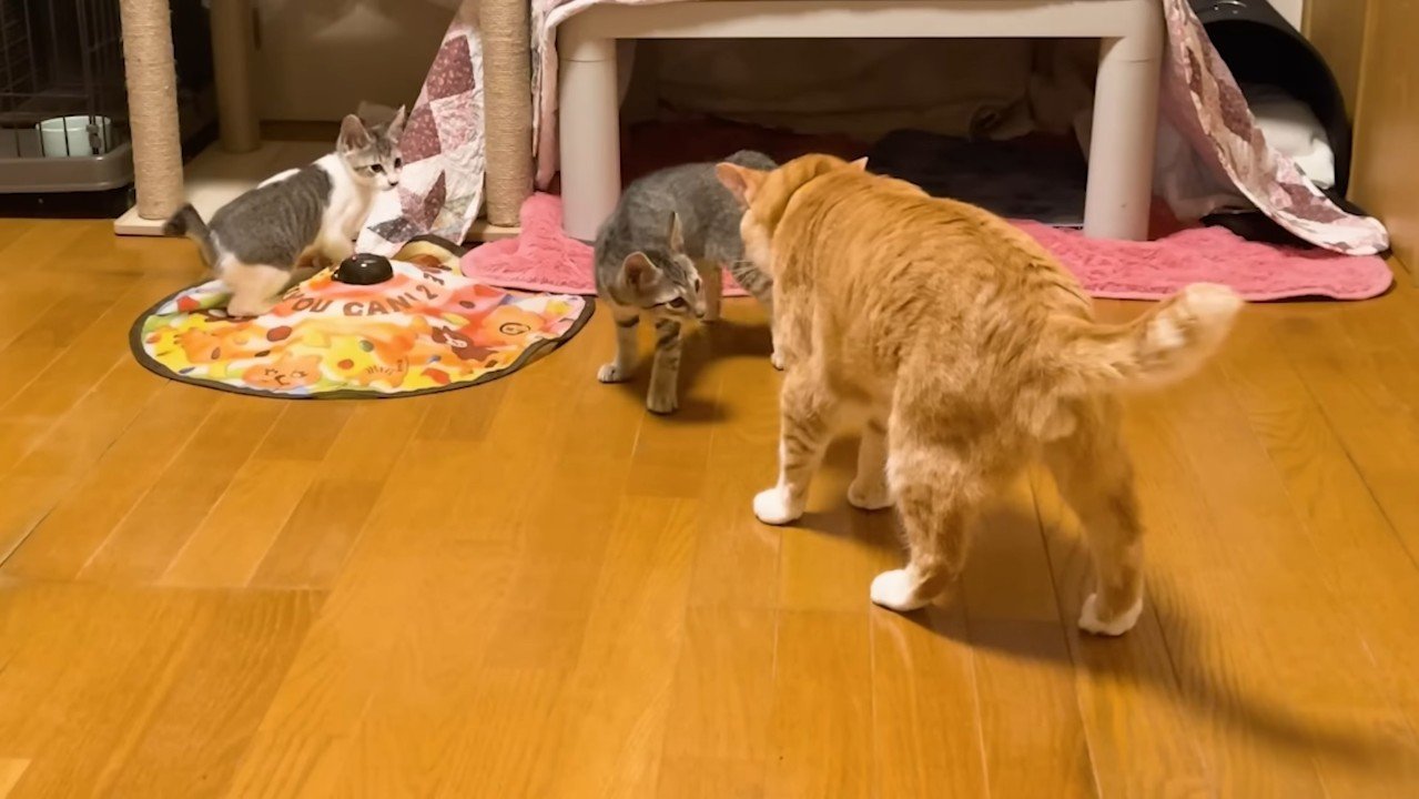 やんのかポーズ