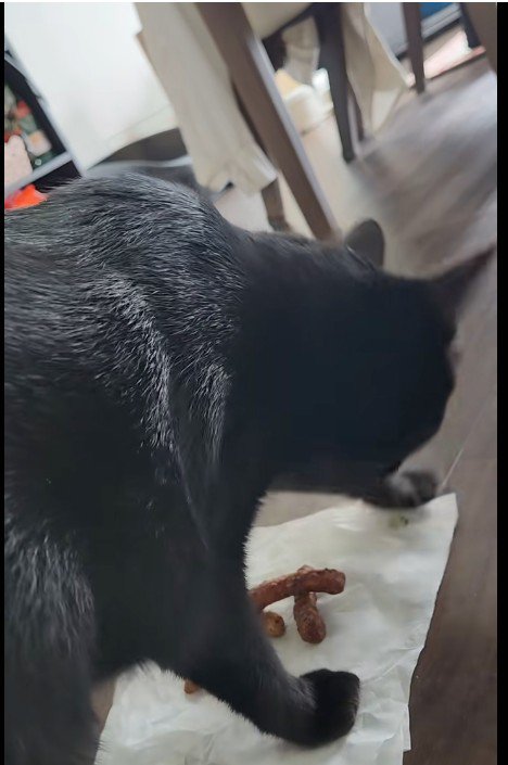 ティッシュをひっかいている猫