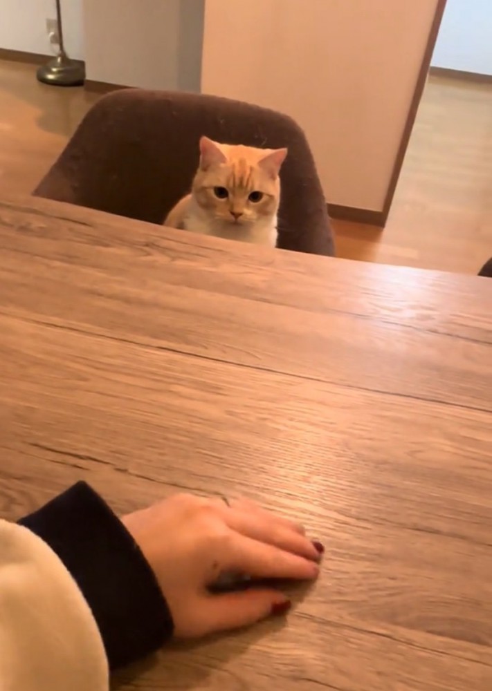 テーブルの上の手を見つめる猫