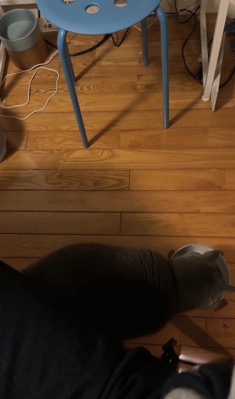 画面手前でご飯のお皿に顔を近づけている猫の背中