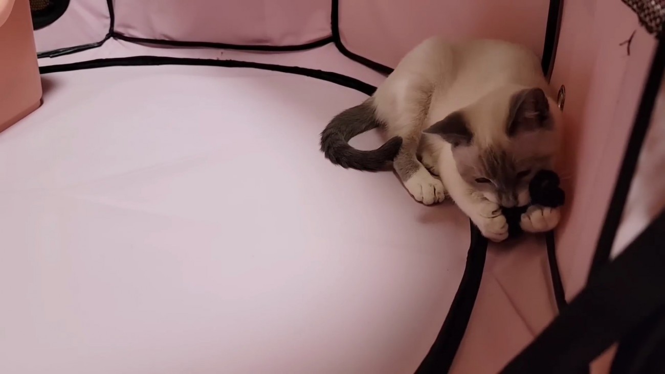 おもちゃで遊ぶ子猫