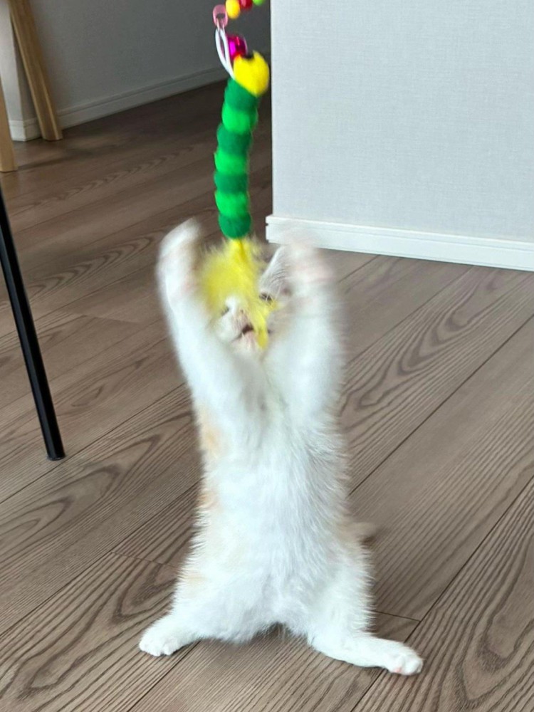 バンザイしておもちゃを取ろうとする猫