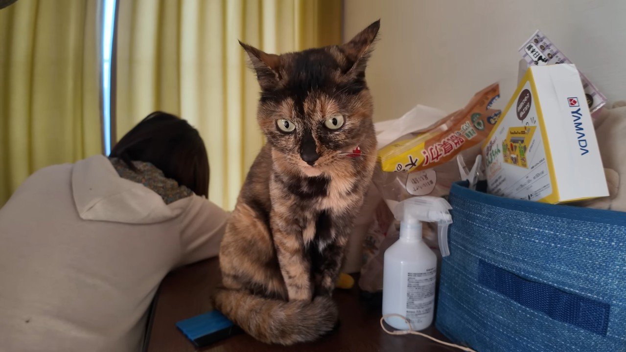 イカ耳のたっちゃん