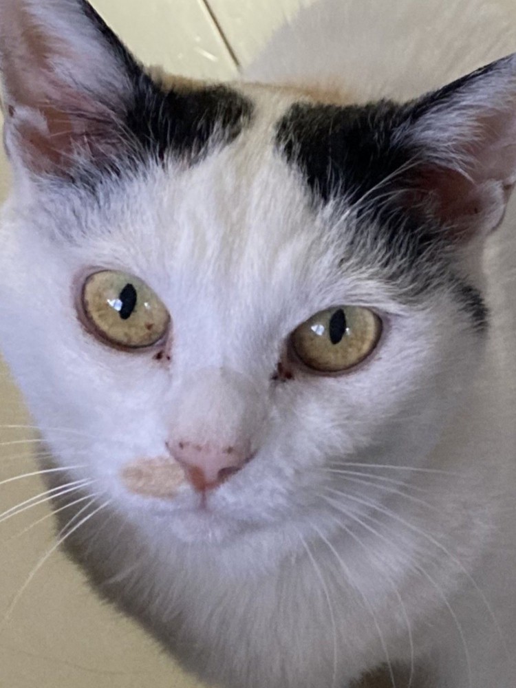 穏やかな表情で上目遣いでカメラ目線の猫