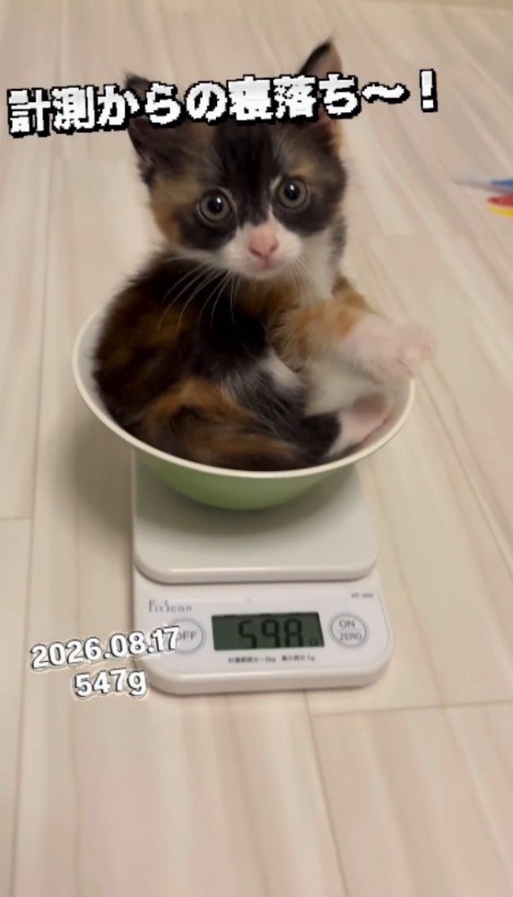 計量器の上に乗ってキョトンとした顔をする子猫
