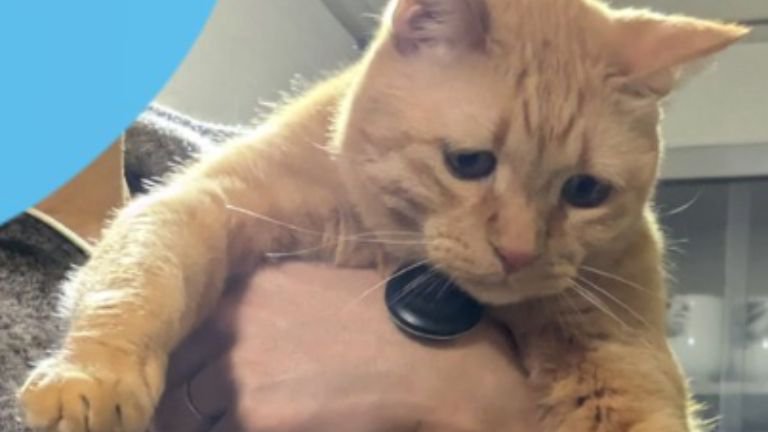 抱かれている猫