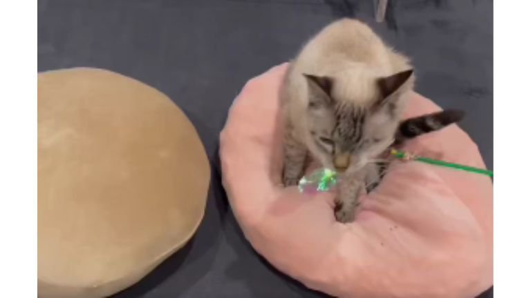 クッションの上を歩く猫