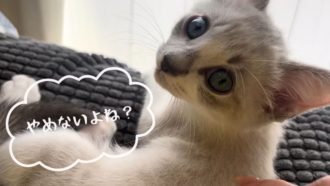 やめないよね？