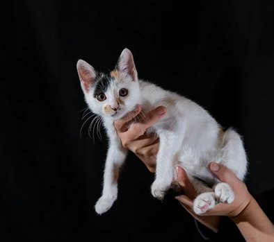 大きな瞳でカメラを見つめるいちえちゃん