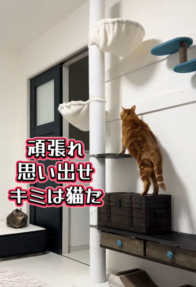 キャットタワーに手をつく猫