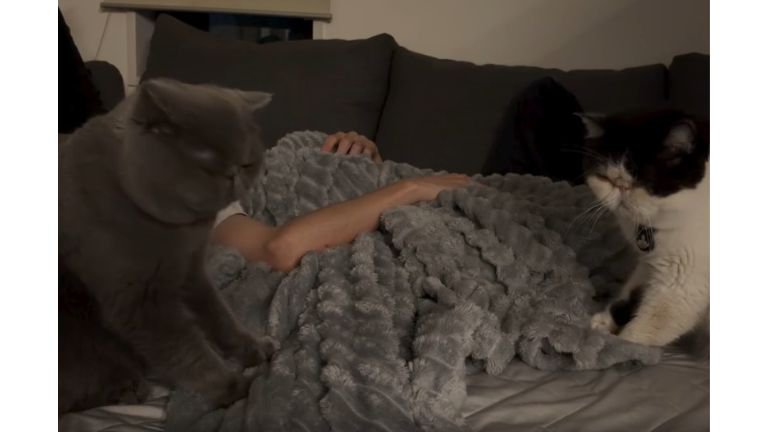 ベッドにいる猫たち