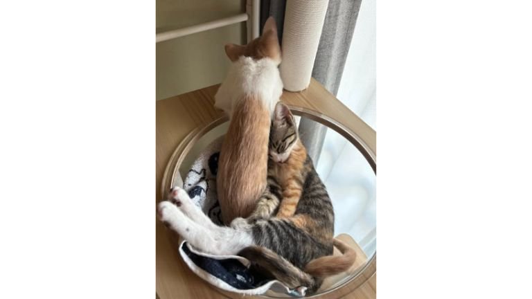 寝ている猫