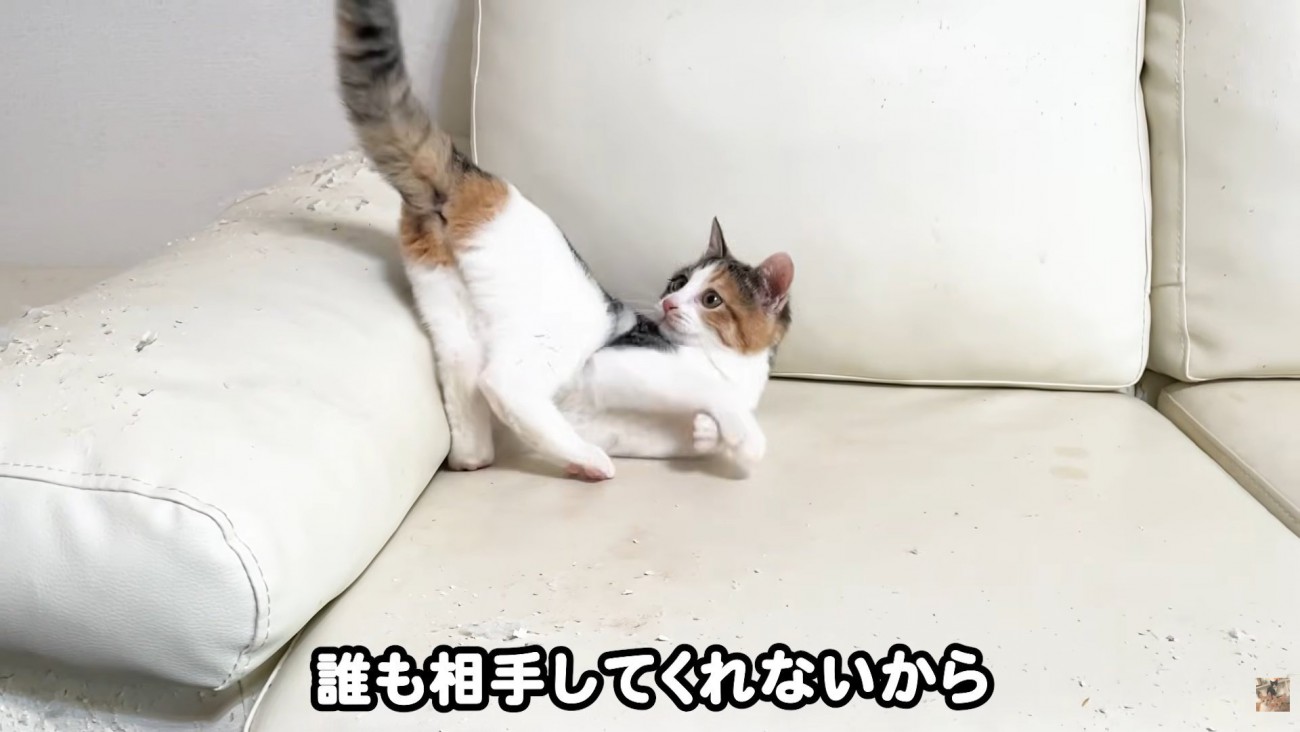 テロップ「誰も相手をしてくれないから」