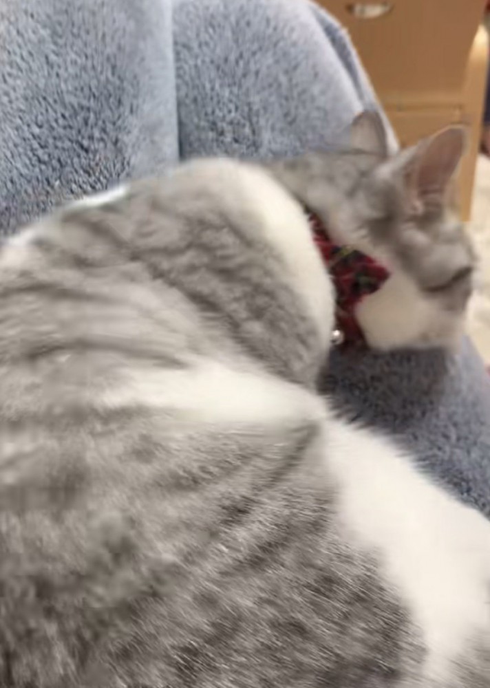 居心地の良い姿勢を見つける猫