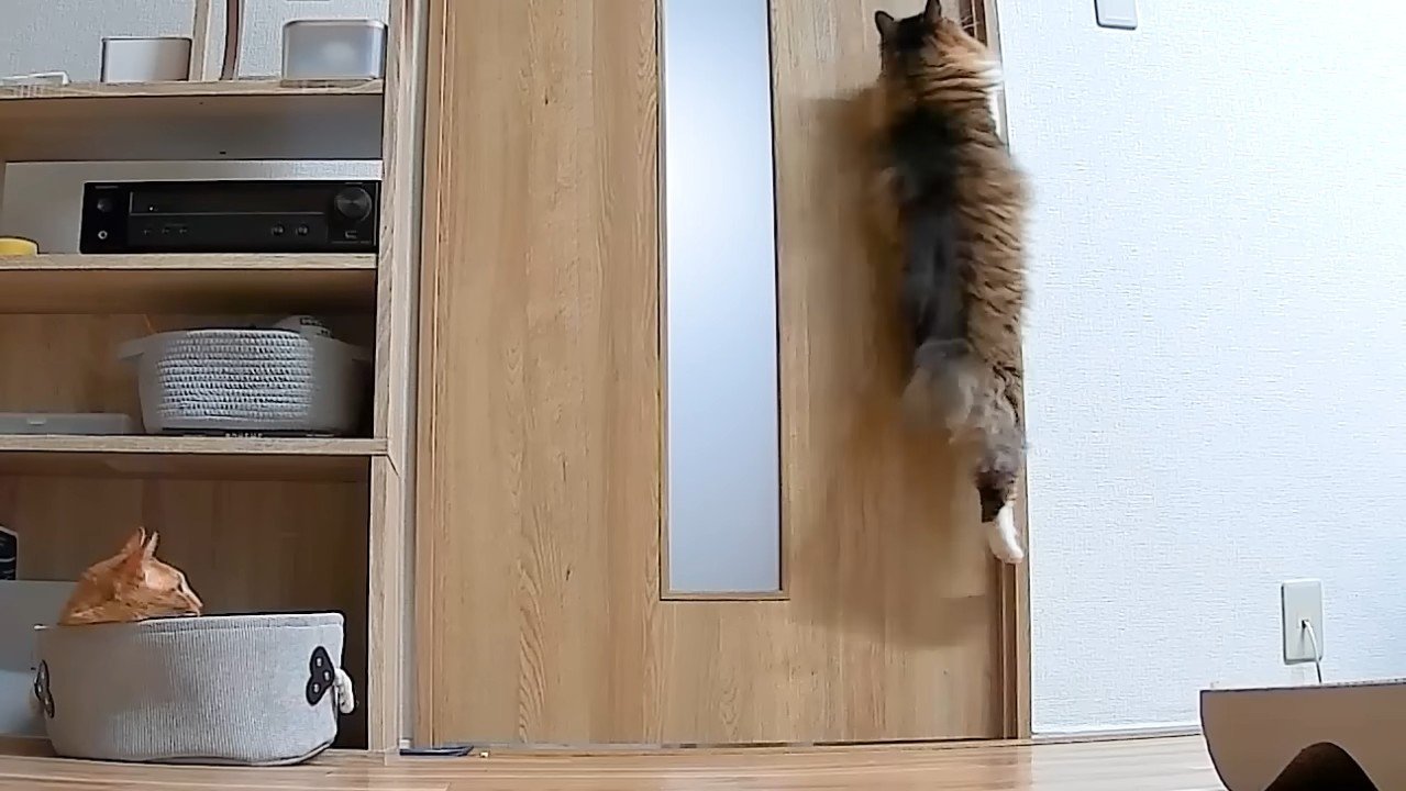 飛び上がる姿