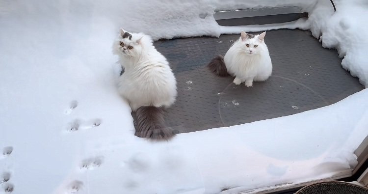 雪で遊ぶノルウェージャンとミックス猫