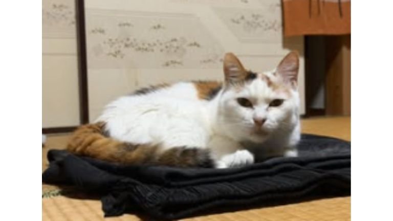 室内にいる猫