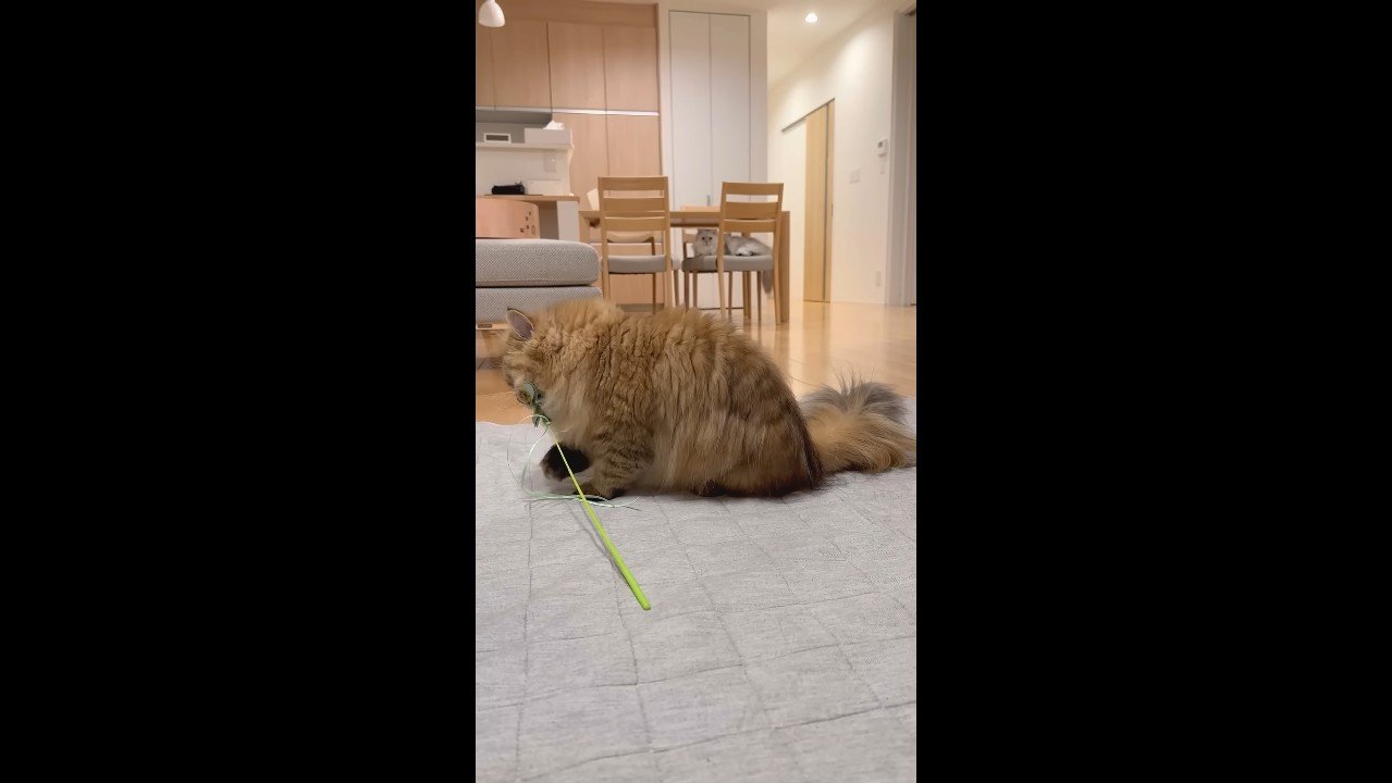 猫じゃらしを咥えた姿(横から)