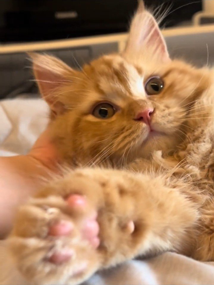 前足を伸ばす茶色の子猫