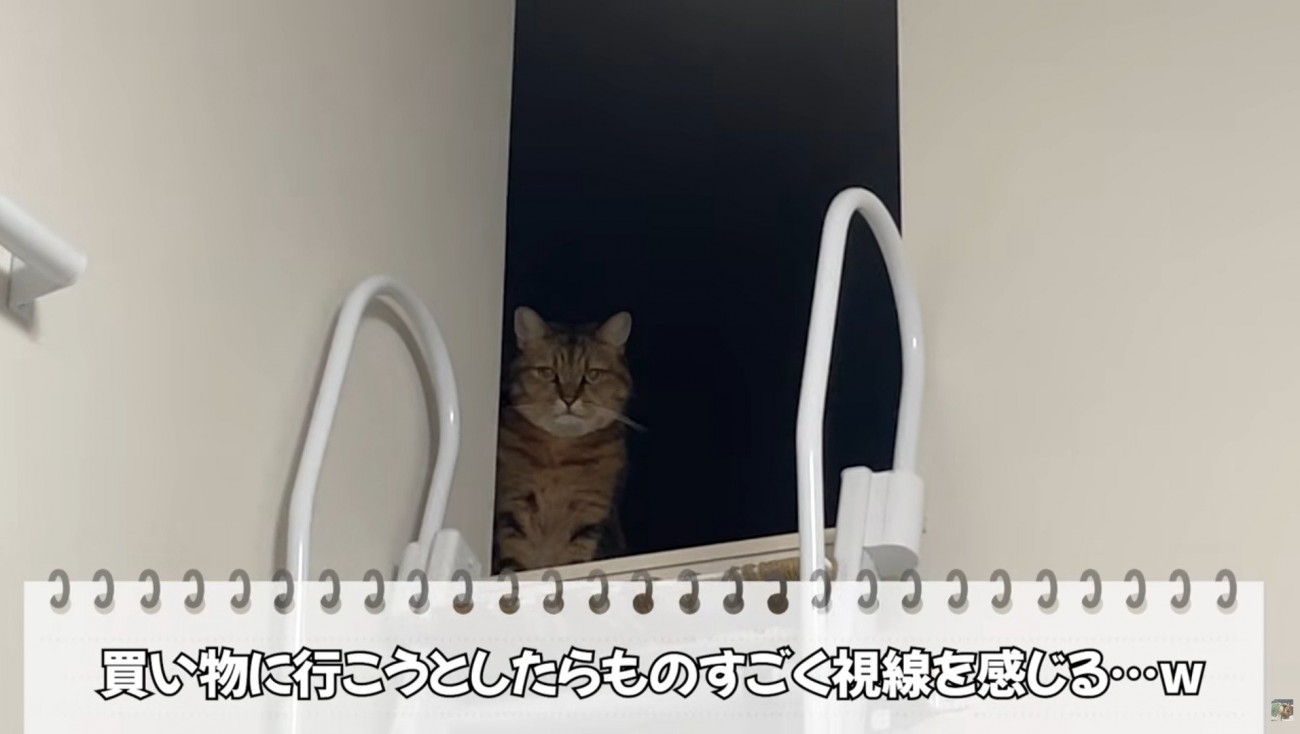 物陰から見つめてくる猫