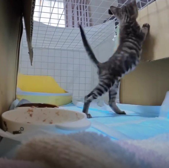 ケージの中の猫