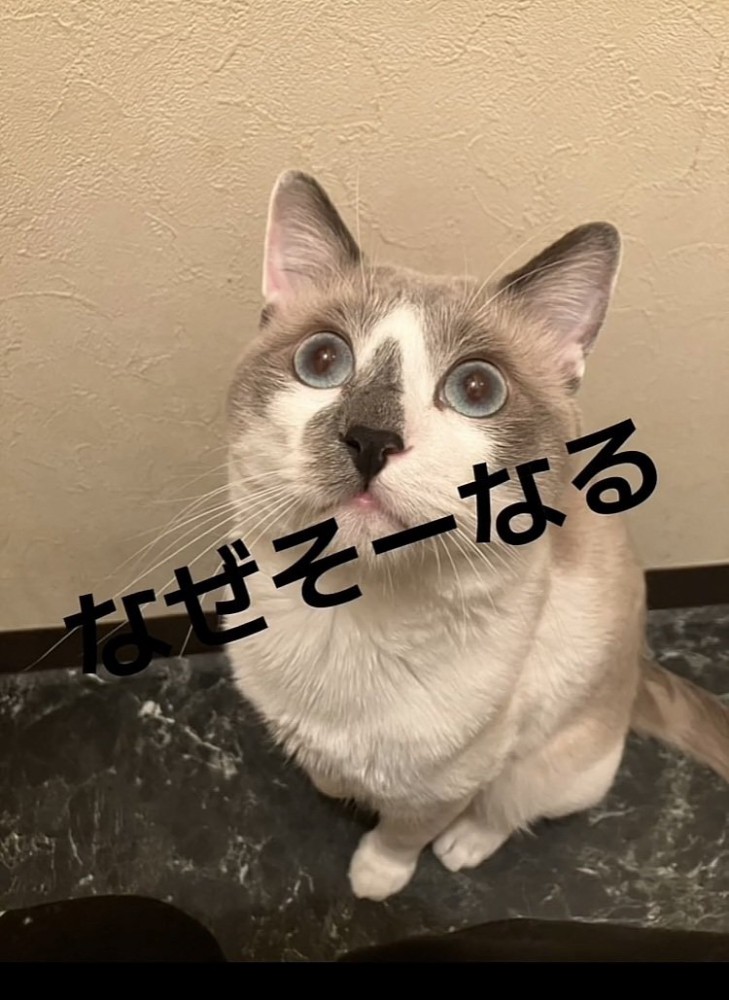 床に座って上目遣いの白グレー猫