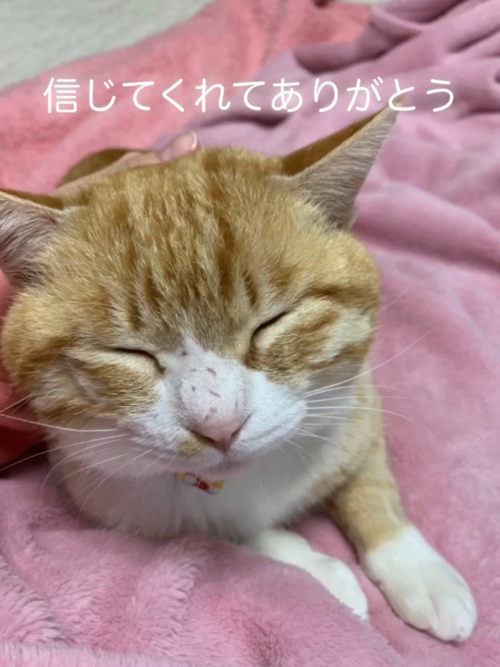 目を細める猫