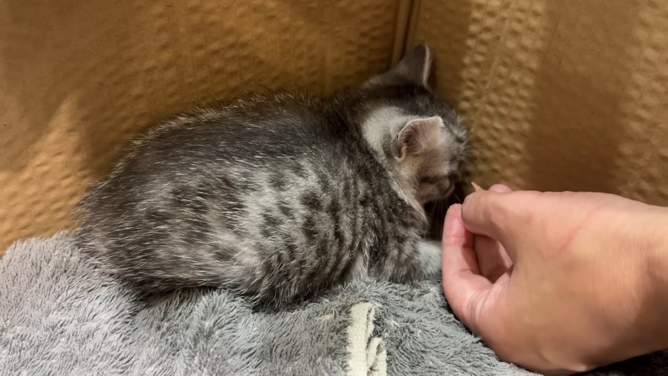 人の手から顔を背ける子猫