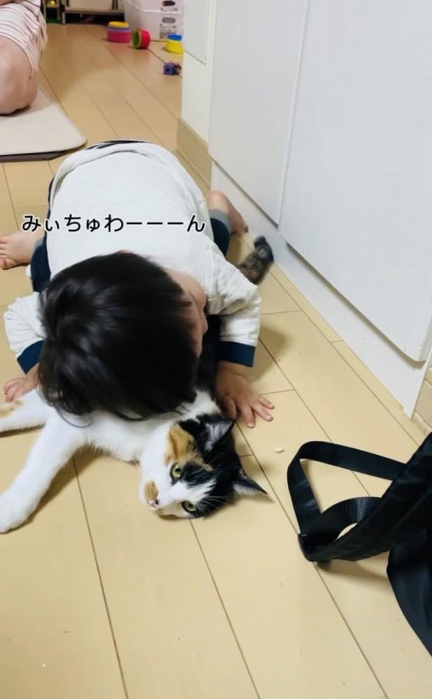 保護猫に顔を埋める男の子