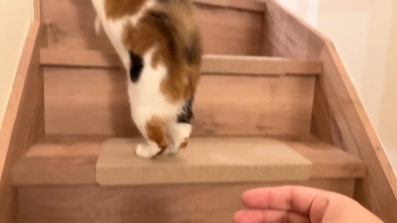 なでなで(ティガー)