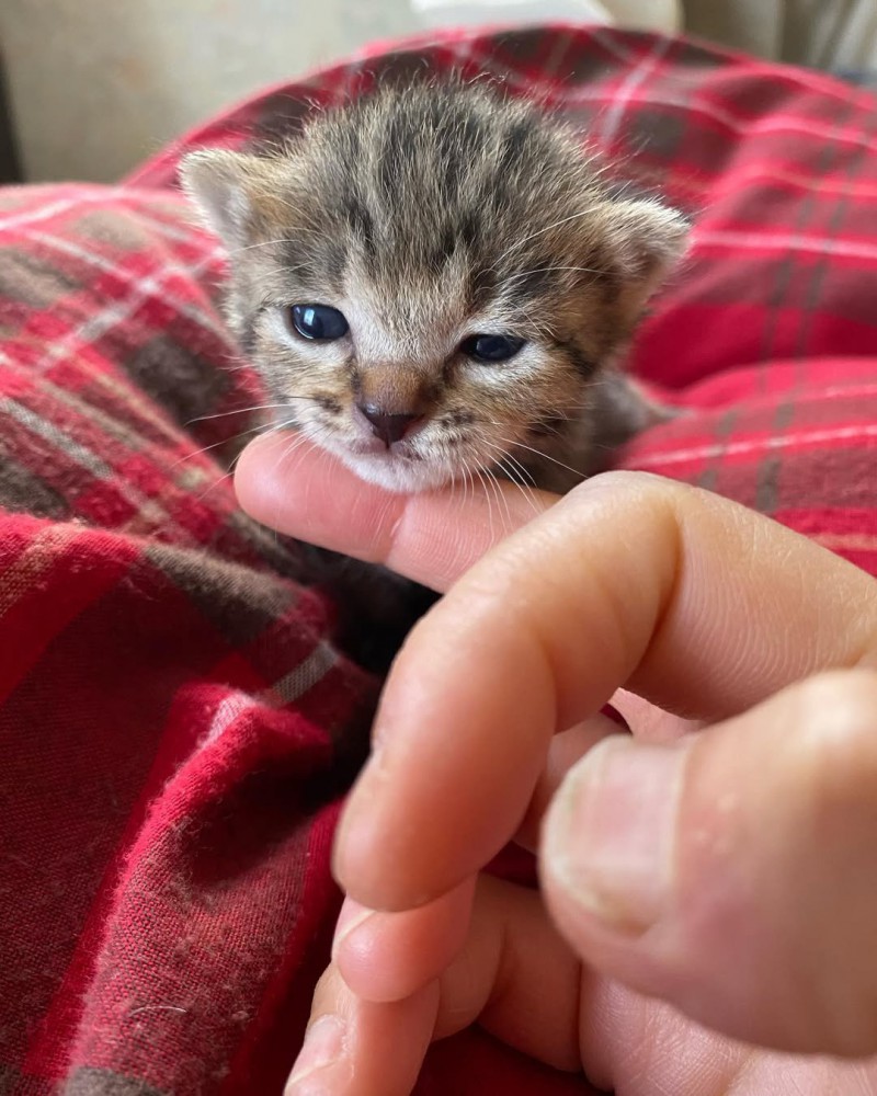 人の指に頭を乗せる子猫