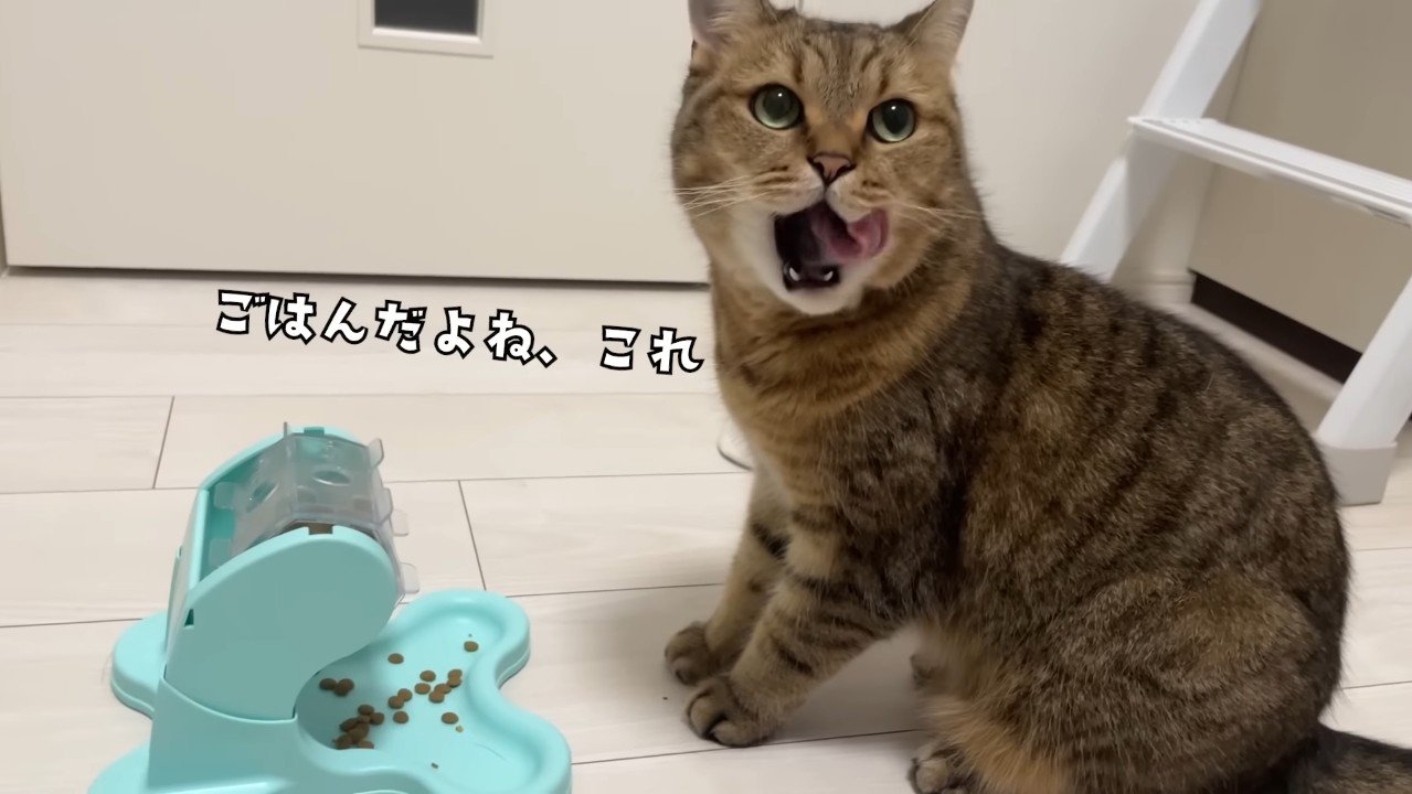 ごはんだよね、これ