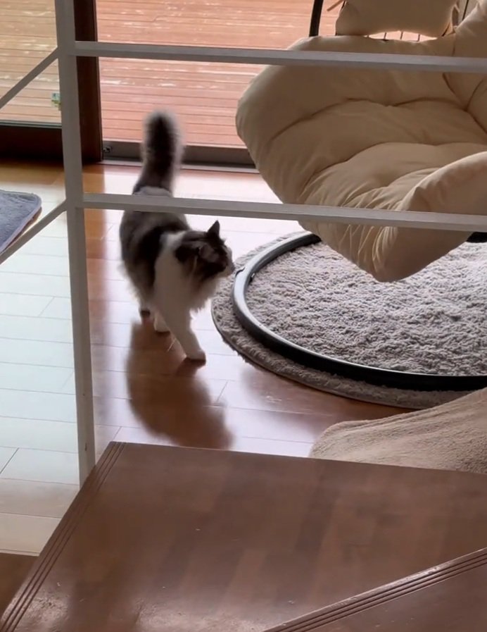 チェアを見る猫