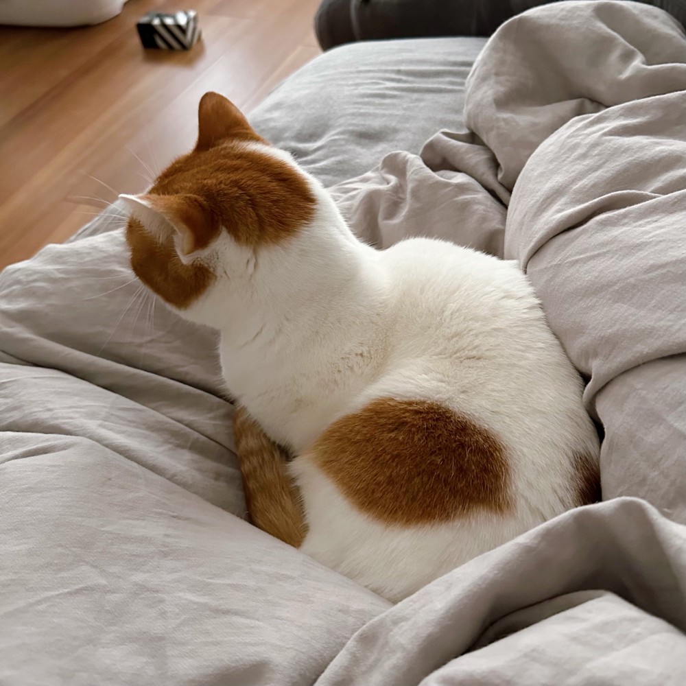 布団に乗る猫の後ろ姿