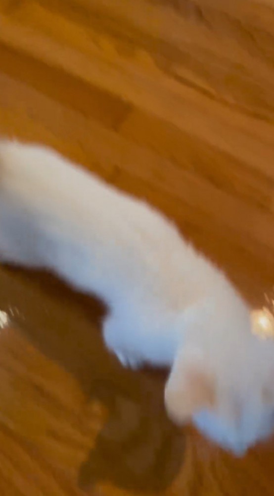 飼い主の周りを歩く子猫