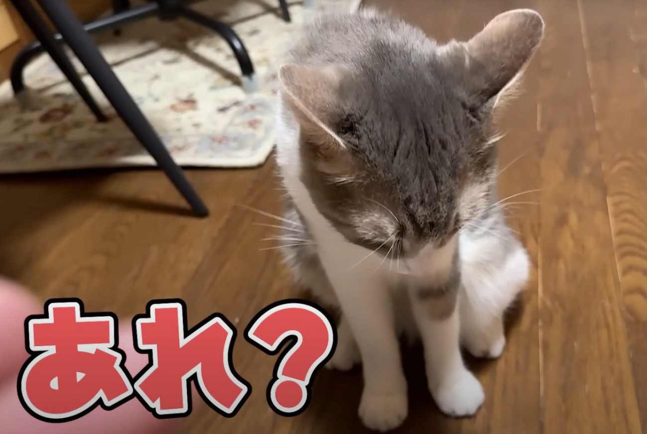 おやつから口を離して、下を向く猫